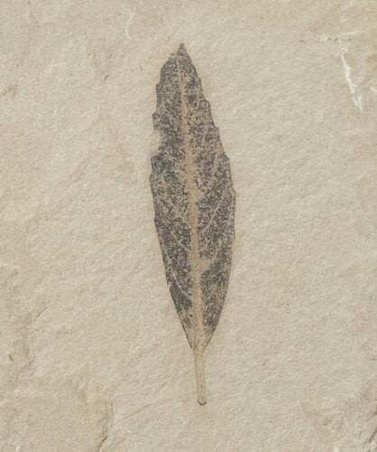 Cedrelospermum nervosum Fossil Leaf - Utah #16276